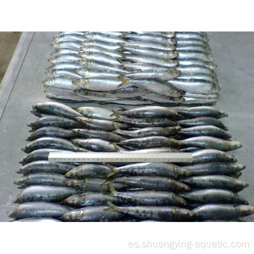 Frozen Sardine Whole Round Lighting atrapado Fish 80-100G